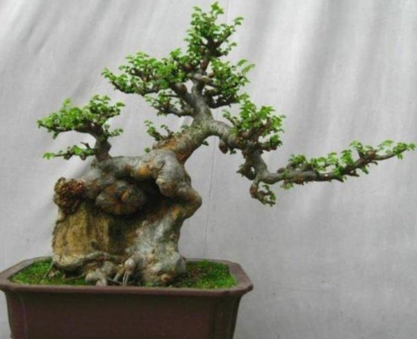 适合做盆景的植物有哪些品种及名字