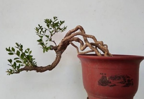 适合做盆景的植物有哪些品种及名字