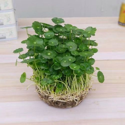 家里养铜钱草风水禁忌