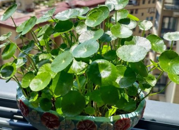 家里养铜钱草风水禁忌