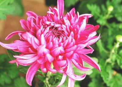 菊花适合摆放在家里吗 风水上吉利吗