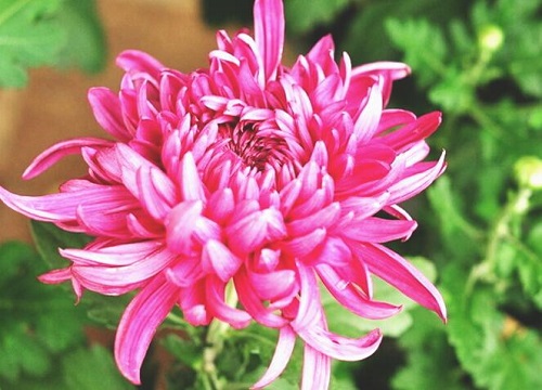 菊花适合摆放在家里吗