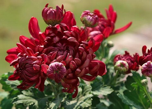 菊花适合摆放在家里吗