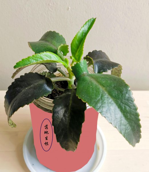 落地生根是招财还是破财