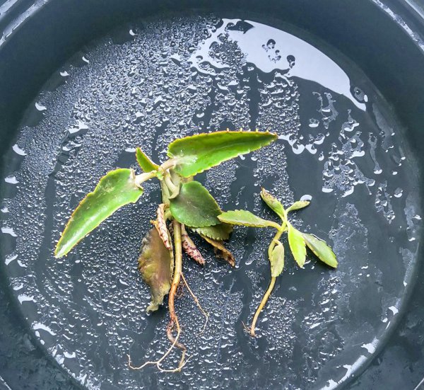 落地生根是招财还是破财
