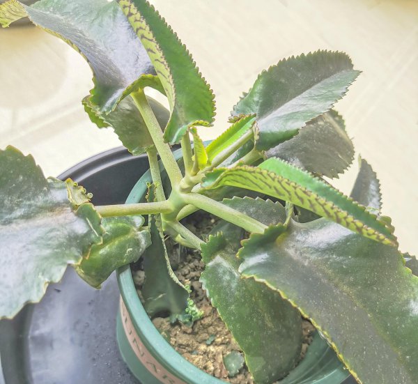 落地生根是招财还是破财