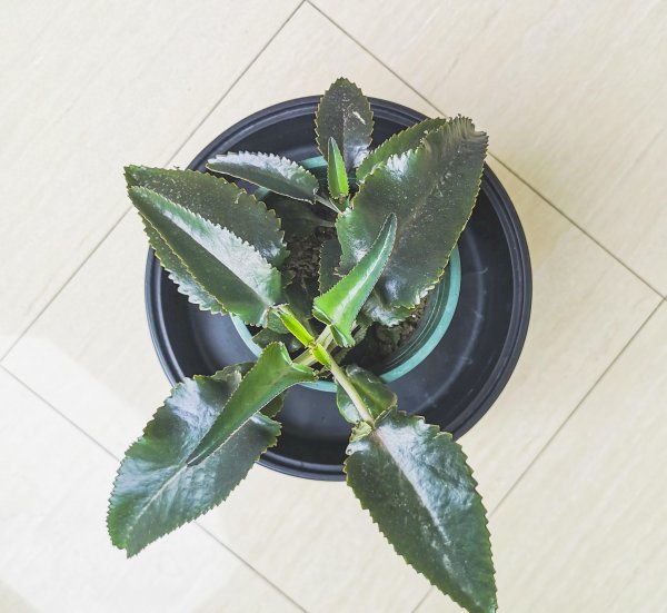 落地生根是招财还是破财
