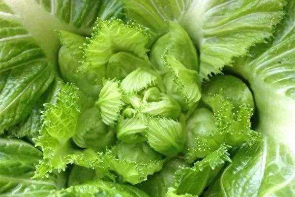 四川的儿菜是什么菜