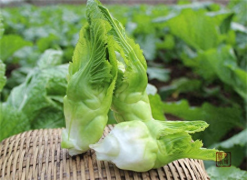 四川的儿菜是什么菜