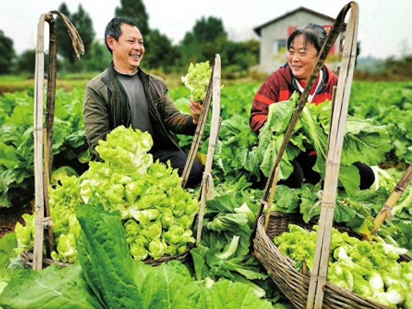 四川的儿菜是什么菜