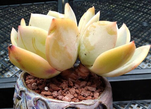 白凤怎么才能长出侧芽
