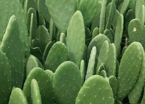 仙人掌可以直接敷在脸上吗