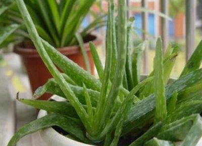 卧室适合摆什么花招财 房间摆放这些花卉植物比较好