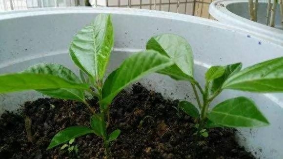 荔枝核怎么种盆栽