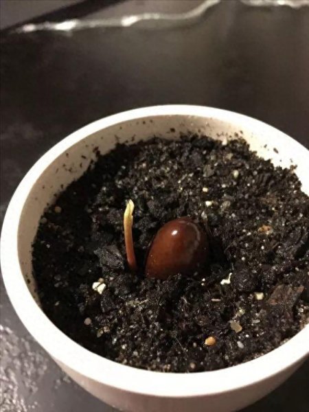 荔枝核怎么种盆栽