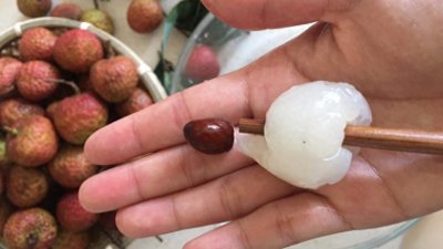 荔枝核怎么种盆栽 在家里种植荔枝的方法和注意事项