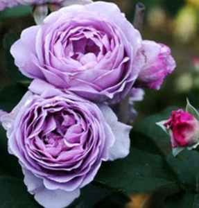 四月开什么花开花季节 这些花卉品种花期在4月份