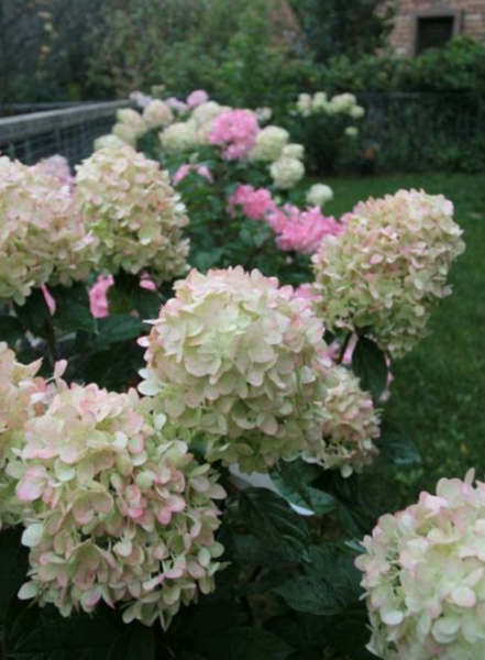 四月开什么花开花季节
