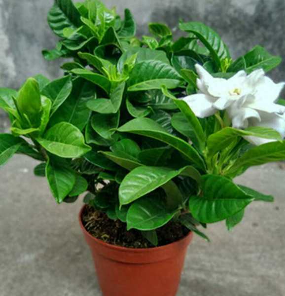 四月开什么花开花季节