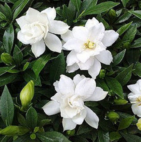 四月开什么花开花季节