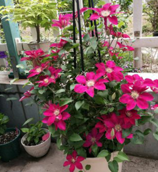 四月开什么花开花季节