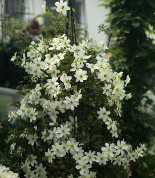 四月开什么花开花季节
