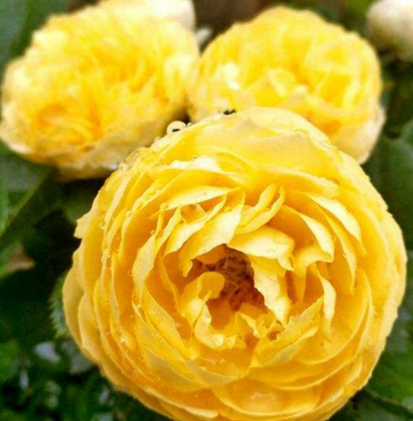 四月开什么花开花季节