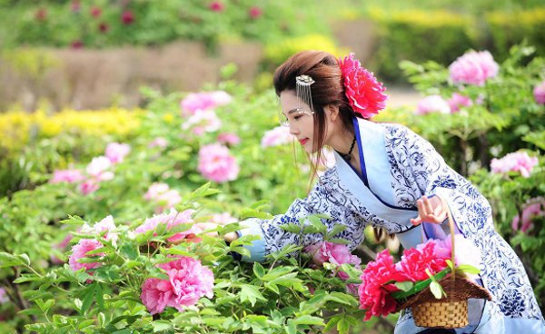 牡丹是哪个市的市花
