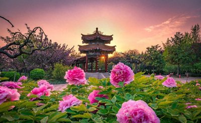 牡丹是哪个市的市花 河南洛阳和山东菏泽都以牡丹为市花