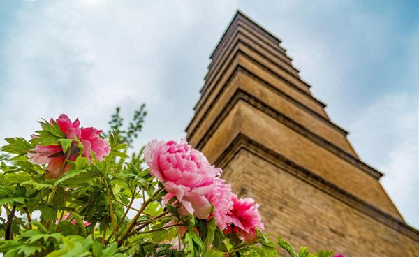 牡丹是哪个市的市花
