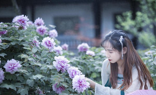 牡丹是哪个市的市花
