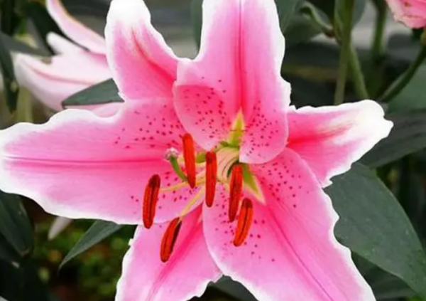 百合花为啥不吉利