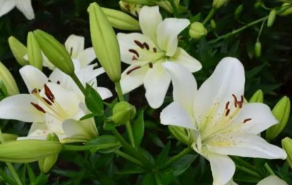百合花为啥不吉利