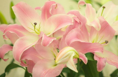 百合花为啥不吉利 百合花的花语和寓意