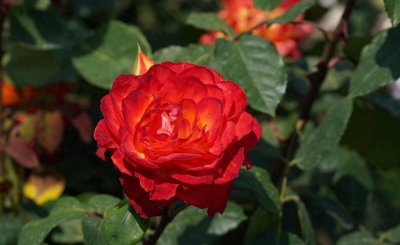 英国国花是什么花 英国国花玫瑰花的由来故事