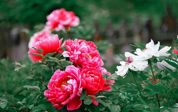 英国国花是什么花