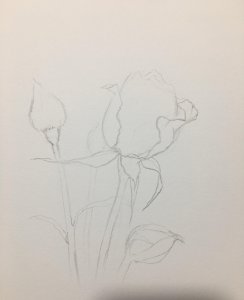玫瑰花怎么画漂亮又复杂 手绘美丽的玫瑰花简单又立体