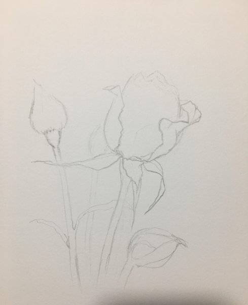 玫瑰花怎么画漂亮又复杂