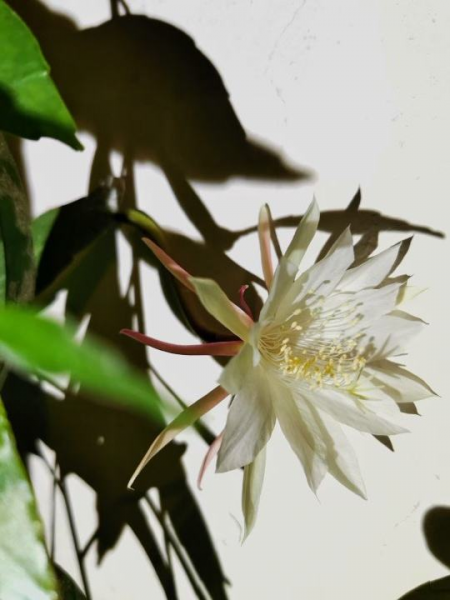 为什么植物开花的时间不同呢