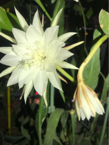 为什么植物开花的时间不同呢 不同植物的开花时间和什么有关系