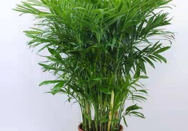 夏威夷竹子的寓意与风水作用