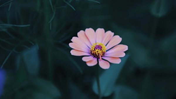 生如夏花寓意好吗