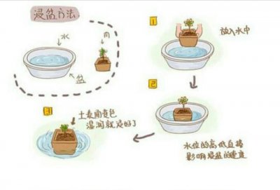 发财树如何浇水发财树多久浇水一次