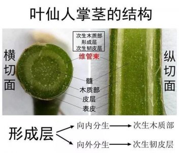 蟹爪兰花果期管理方法 蟹爪兰果期养护攻略