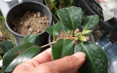 新上盆的茶花如何才算服盆了 茶花新盆栽如何定植？