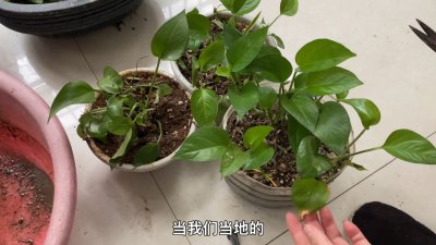 怎样给绿萝施肥 如何为绿萝进行施肥
