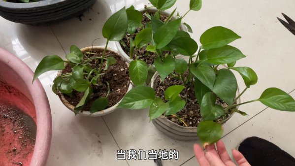 怎样给绿萝施肥