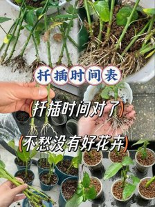 昙花怎么养注意盆土是关键/肥水要合理