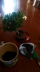 栀子花什么时候换盆换土 栀子花何时需要换盆更换土？