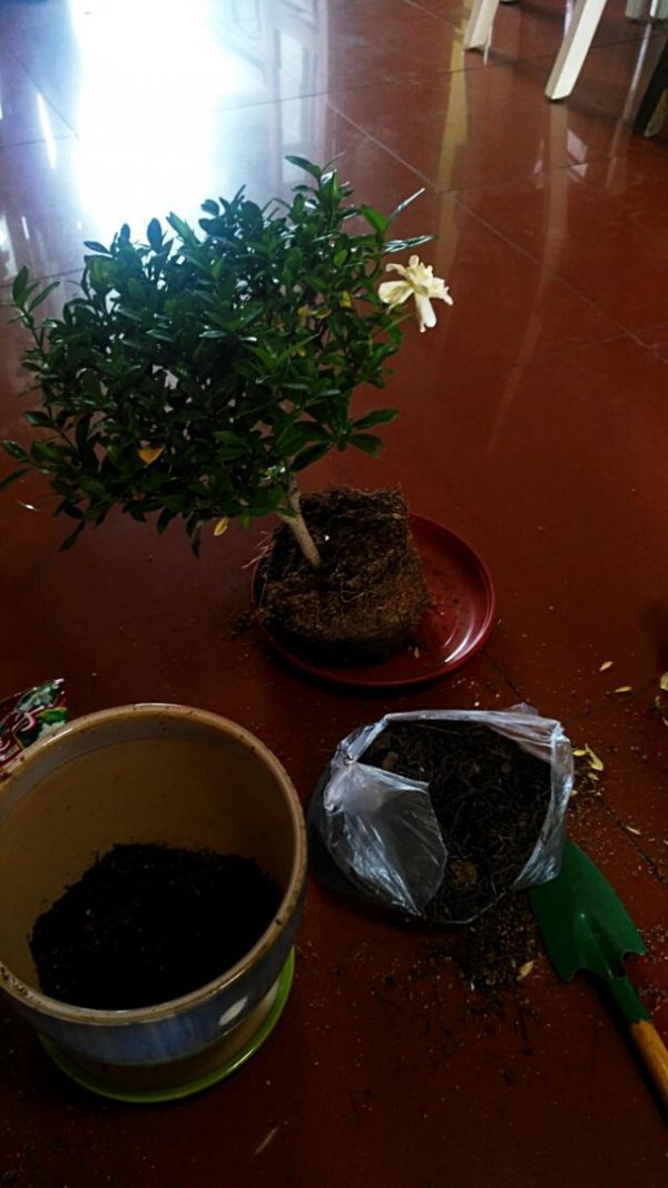 栀子花什么时候换盆换土
